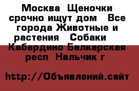 Москва! Щеночки срочно ищут дом - Все города Животные и растения » Собаки   . Кабардино-Балкарская респ.,Нальчик г.